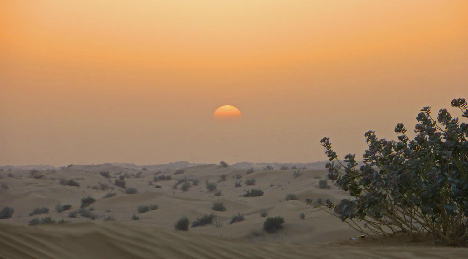 Dag 22 middag: De rode woestijn van Oom Dagobert